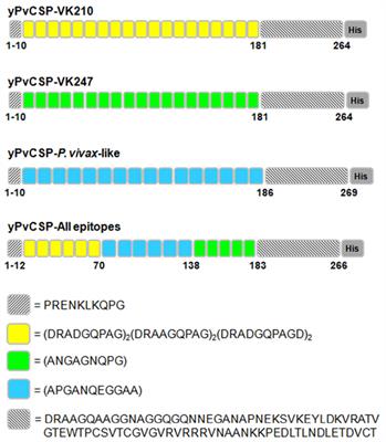 Vaccine Containing the Three Allelic Variants of the Plasmodium vivax Circumsporozoite Antigen Induces Protection in Mice after Challenge with a Transgenic Rodent Malaria Parasite